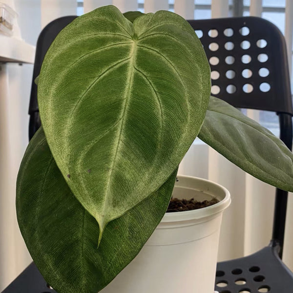 Ice Frost (Syngonium macrophyllum)