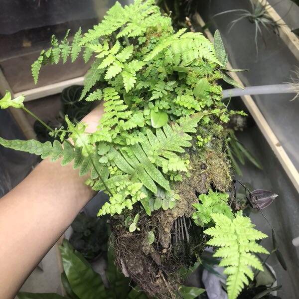 Dictyophyllum Sp.