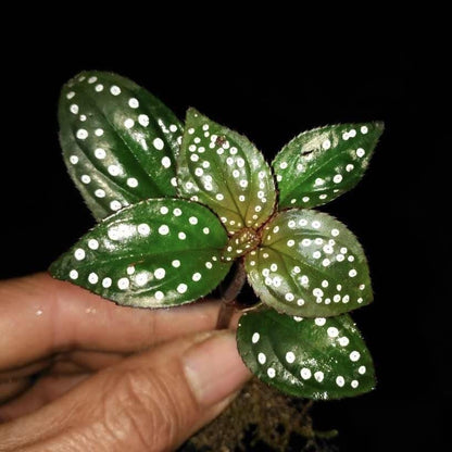 Sonerila sp. green