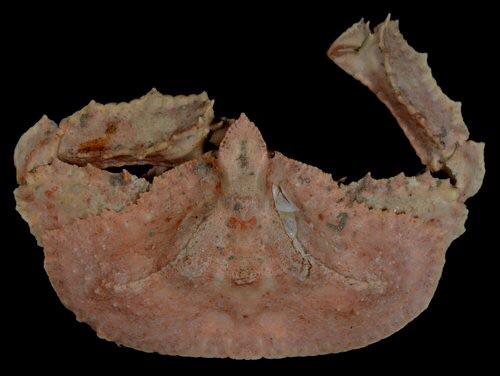 Legless Crab (Cryptopodia fornicata)