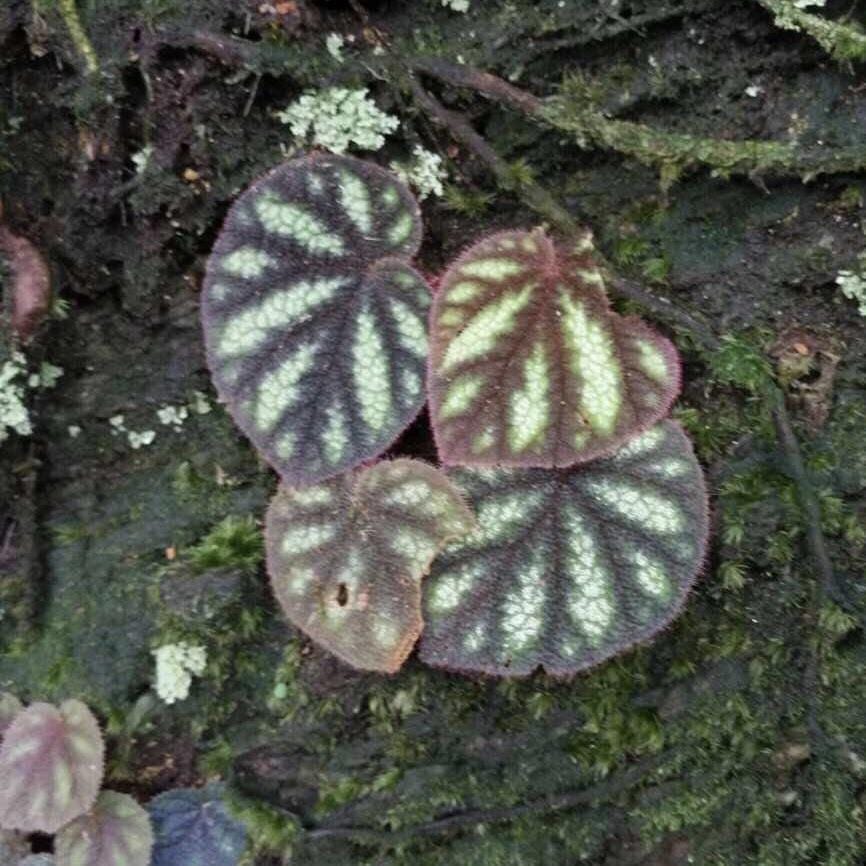 Begonia Versicolor