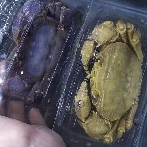 Yellow Indochinamon Crab (Indochinamon chinghungense)