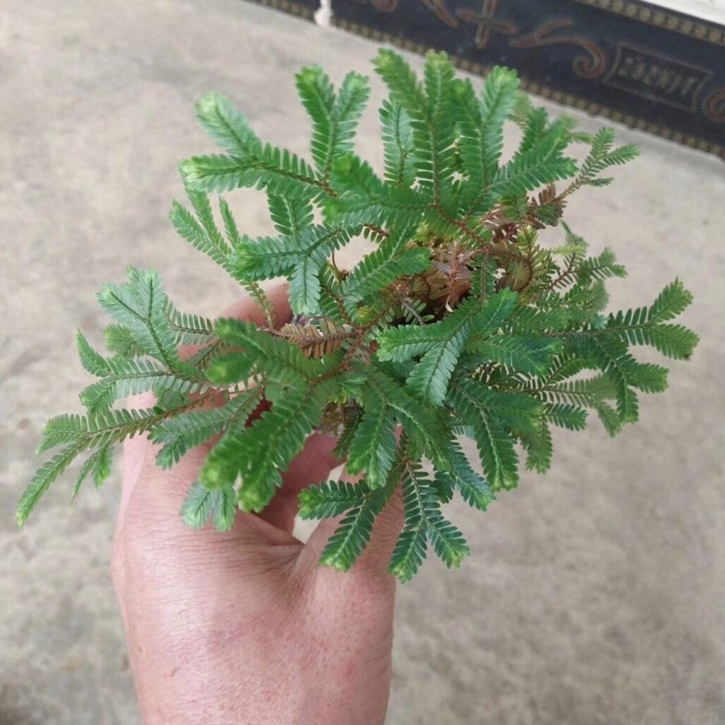 Green Peacock Spikemoss (Selaginella uncinata)