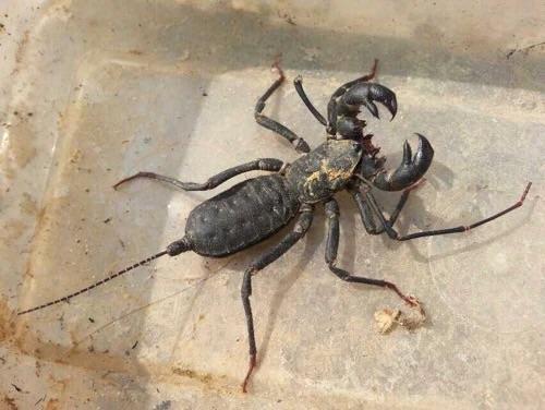 Giant Whip Scorpion (Mastigoproctus giganteus)