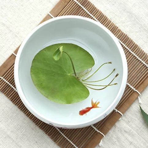 White Snowflake Waterlily (Nymphoides indica 'Montana')