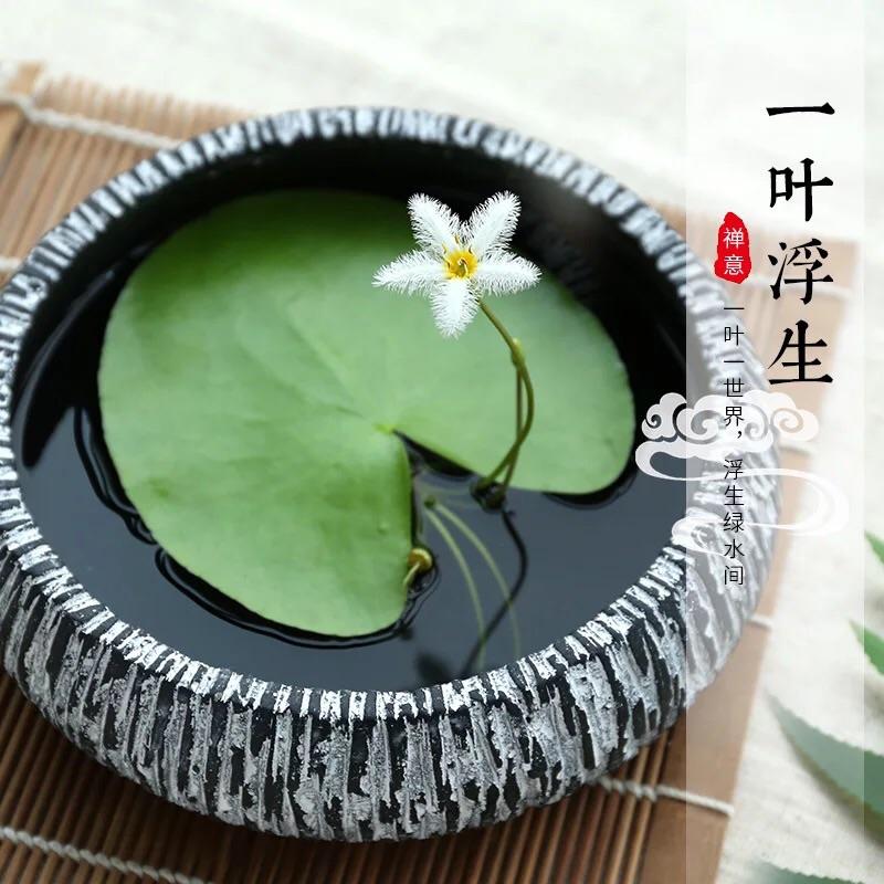 White Snowflake Waterlily (Nymphoides indica 'Montana')