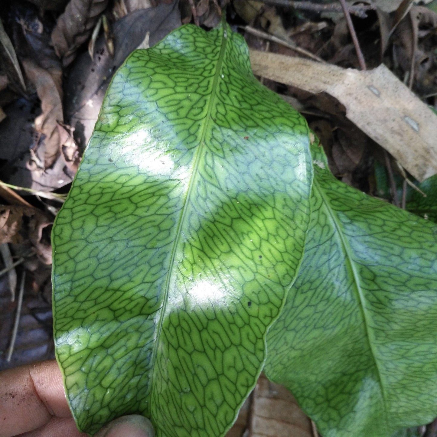 Neolepisorus sp (Net)