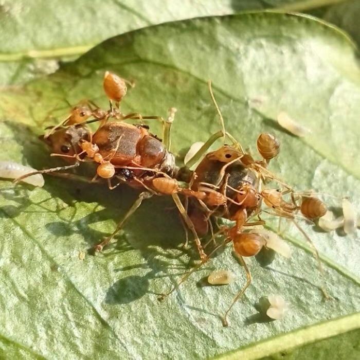 Asian Weaver Ants (Oecophylla smaragdina)