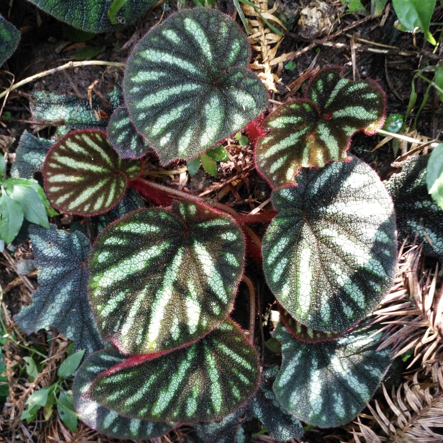 Begonia Versicolor