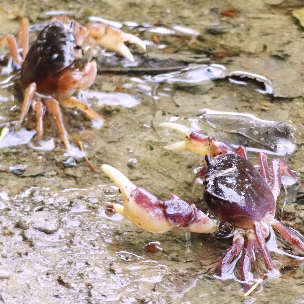 Dwarf Warrior Crab (Geothelphusa dehaani)