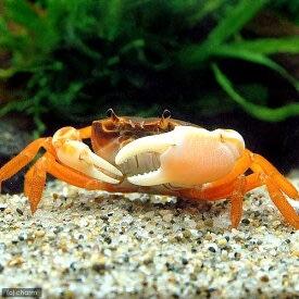Dwarf Warrior Crab (Geothelphusa dehaani)