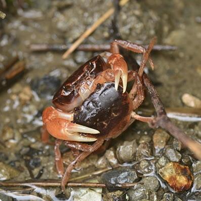 Dwarf Warrior Crab (Geothelphusa dehaani)
