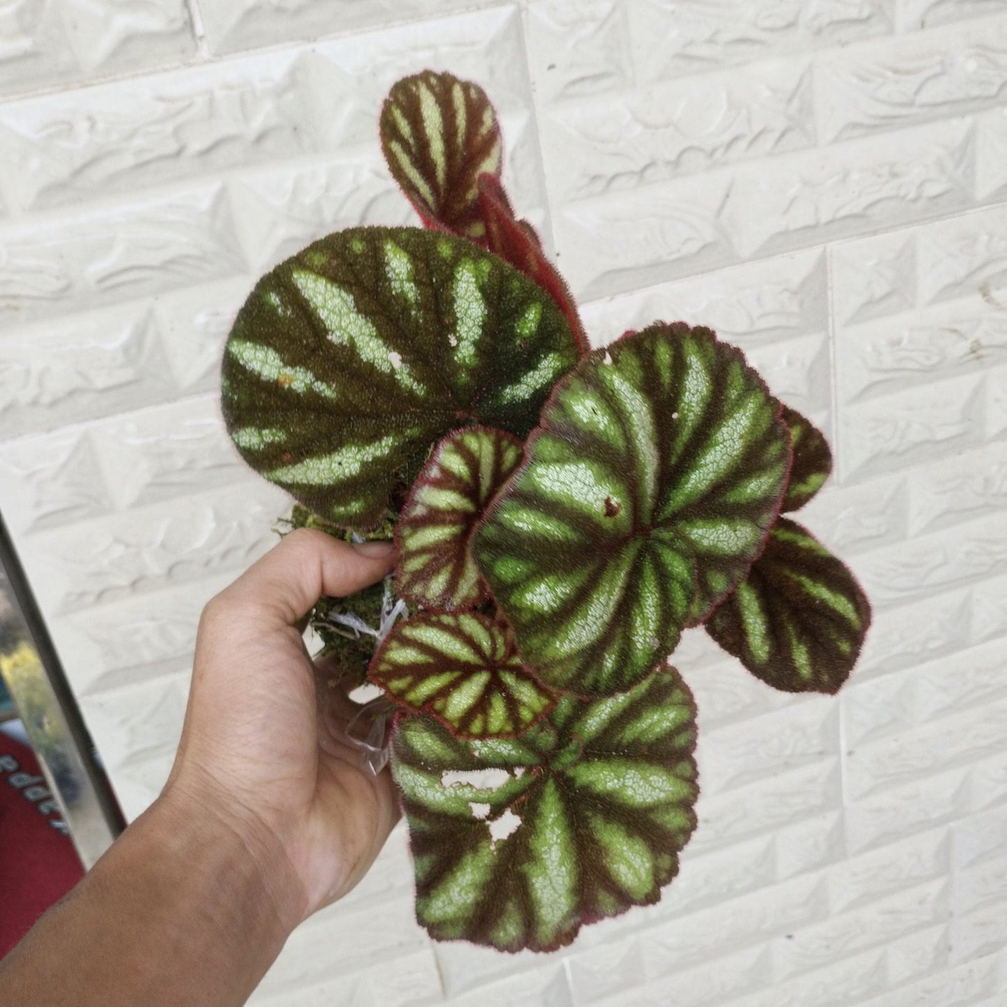 Begonia Versicolor