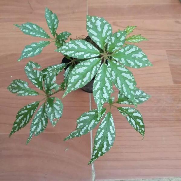 Begonia Hemsleyana