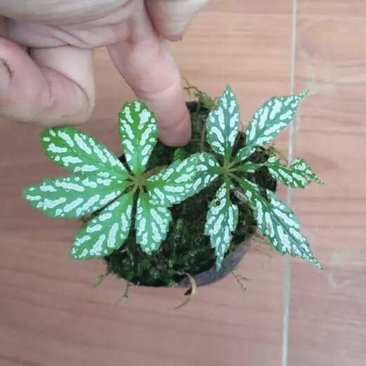 Begonia Hemsleyana