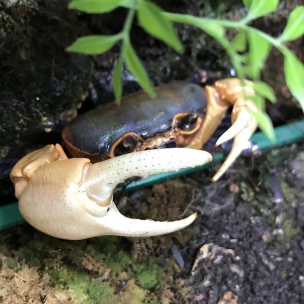Giant Potamon Crab (Qianguimon splendidum)