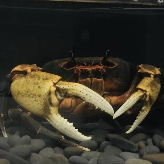 Giant Potamon Crab (Qianguimon splendidum)
