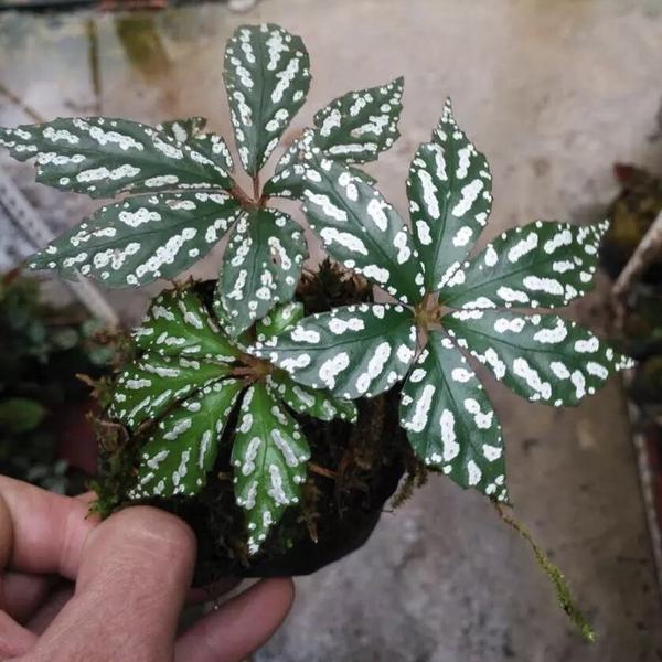 Begonia Hemsleyana