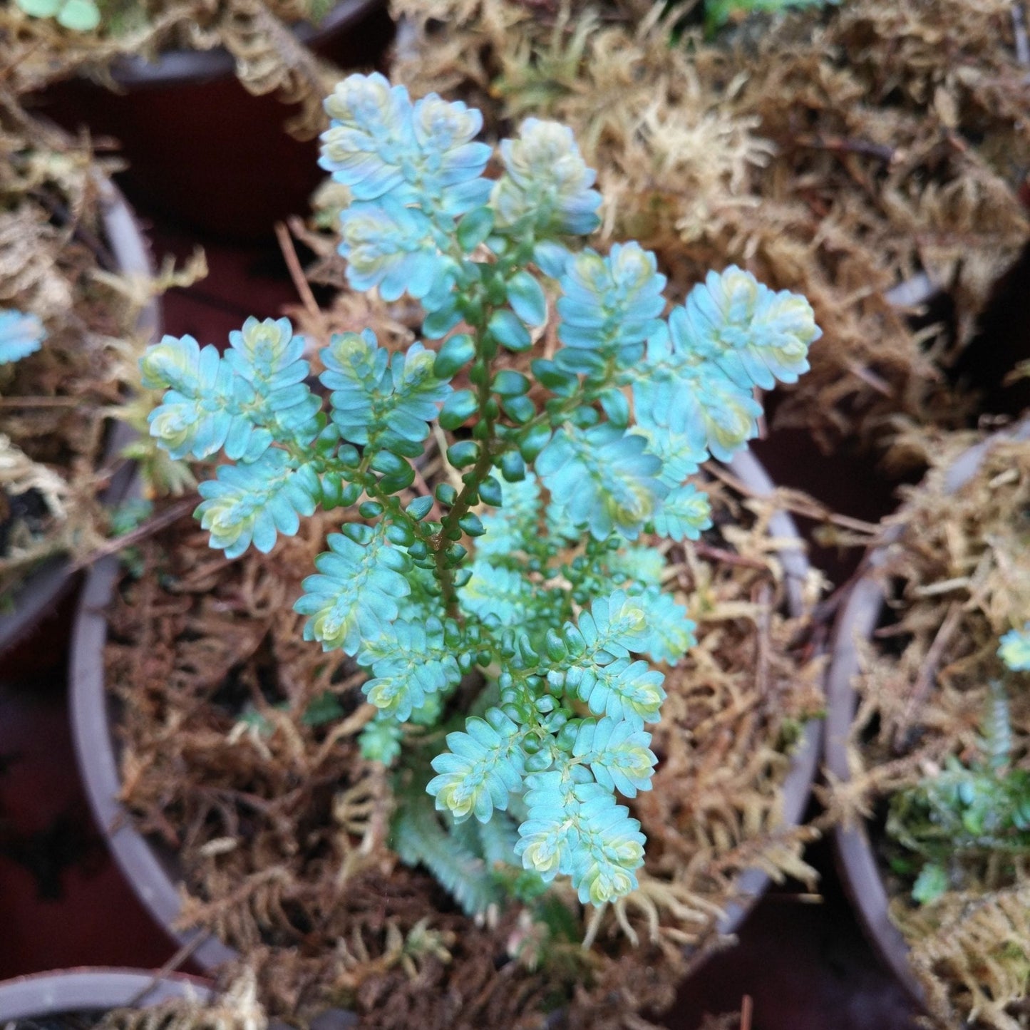 Rainbow Spikemoss (Selaginella uncinata)