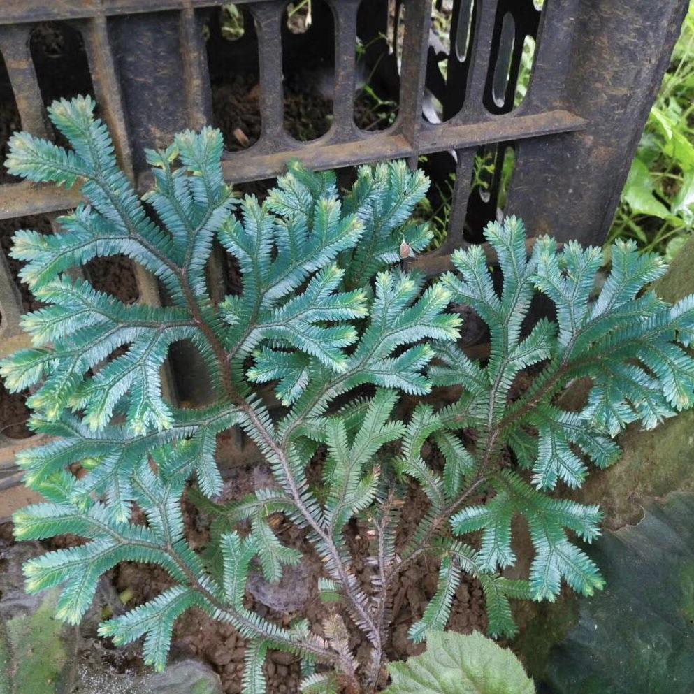 Green Peacock Spikemoss (Selaginella uncinata)