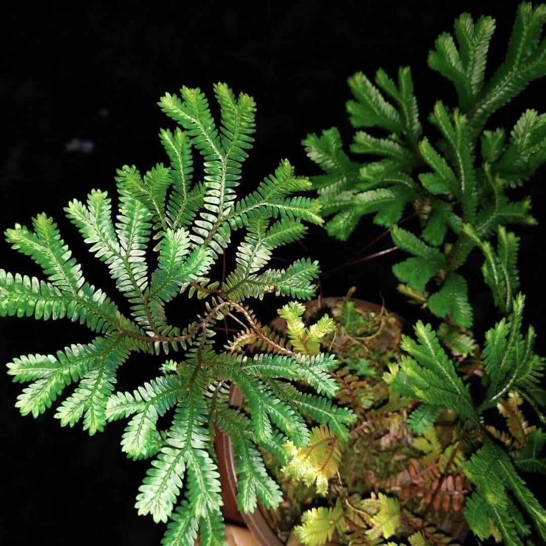 Green Peacock Spikemoss (Selaginella uncinata)