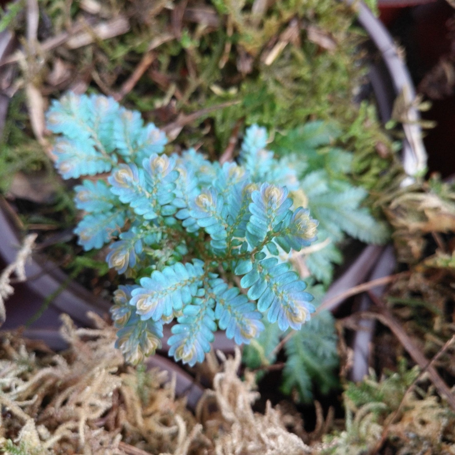 Rainbow Spikemoss (Selaginella uncinata)