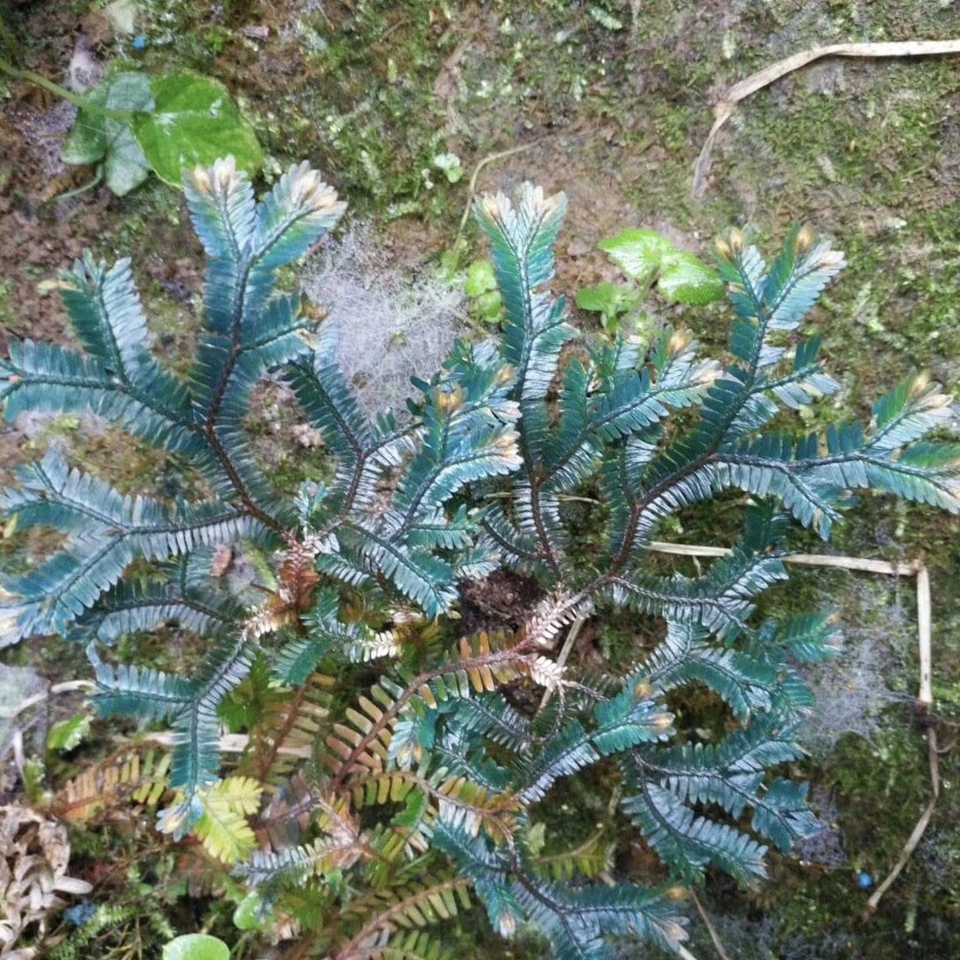 Green Peacock Spikemoss (Selaginella uncinata)