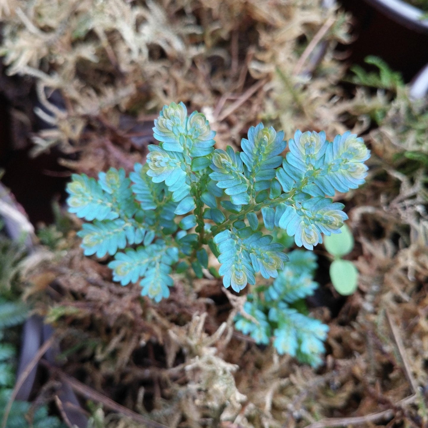 Rainbow Spikemoss (Selaginella uncinata)