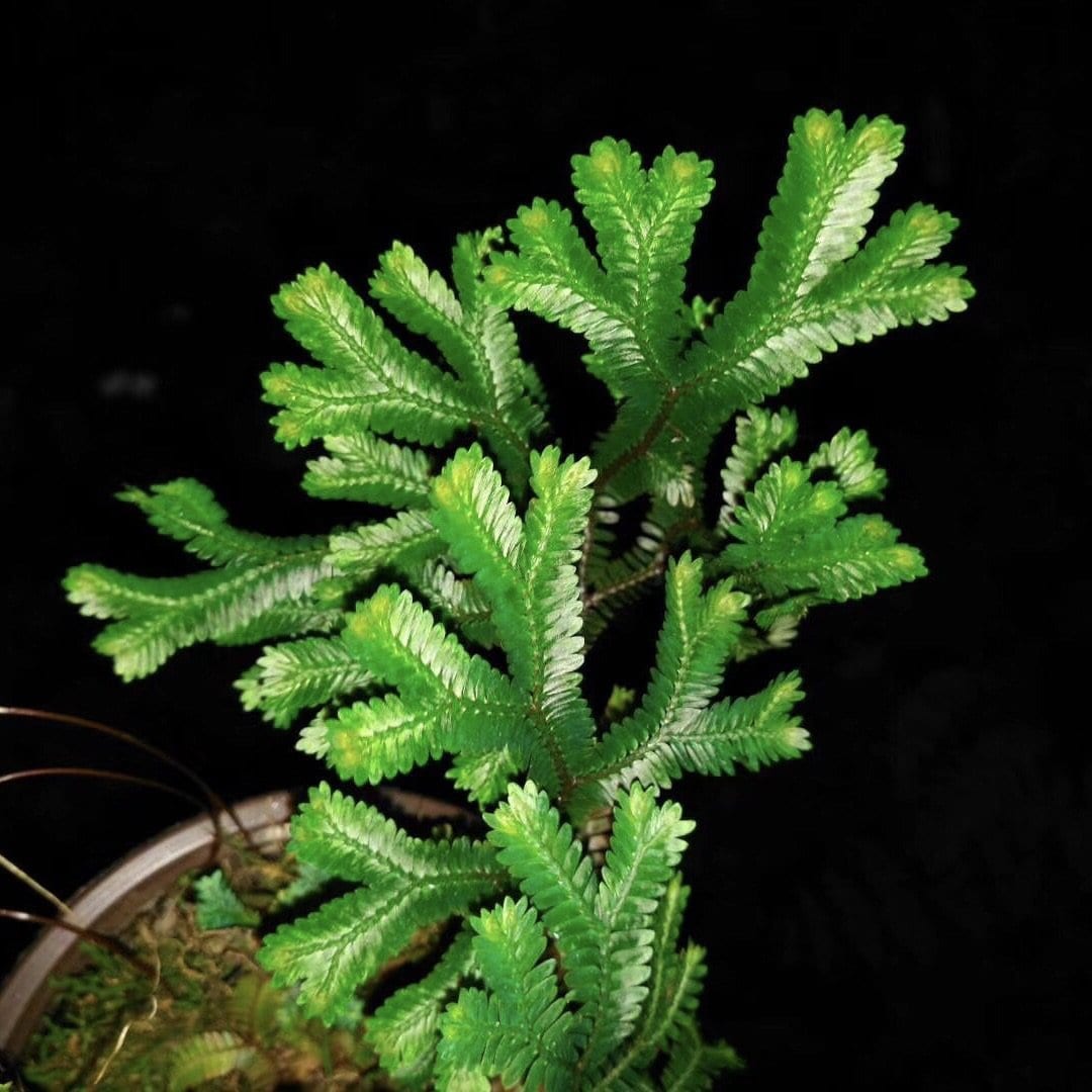 Green Peacock Spikemoss (Selaginella uncinata)