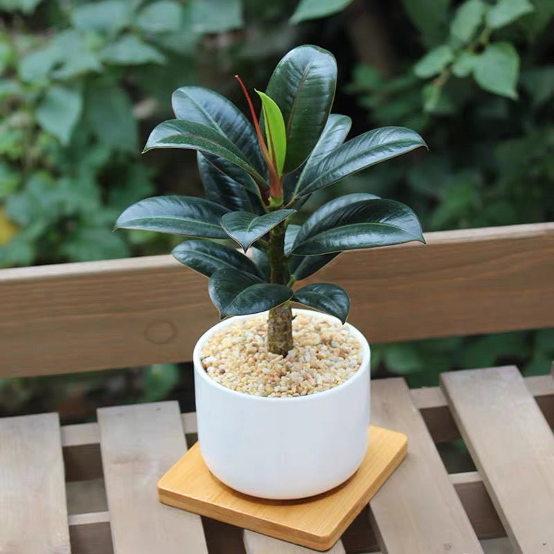 Rubber tree (Philodendron spp.)