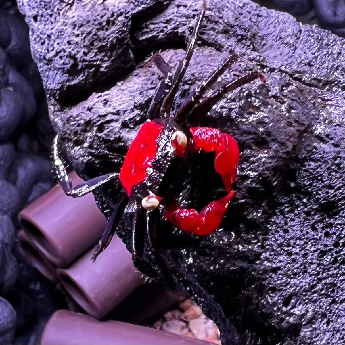 Red Devil Vampire Crab (Geosesarma hagen)