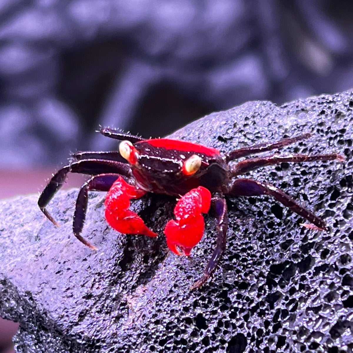 Red Devil Vampire Crab (Geosesarma hagen)