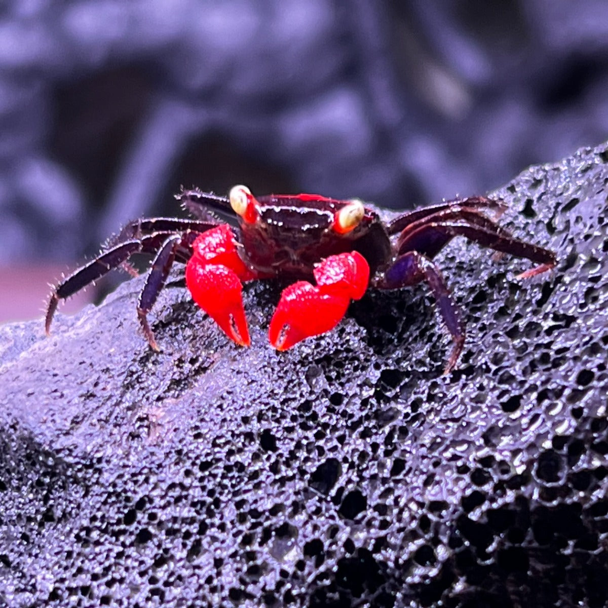 Red Devil Vampire Crab (Geosesarma hagen)