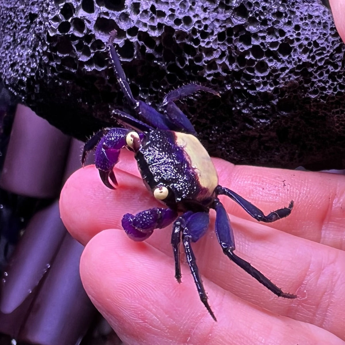 Purple Vampire Crab (Geosesarma dennerle)