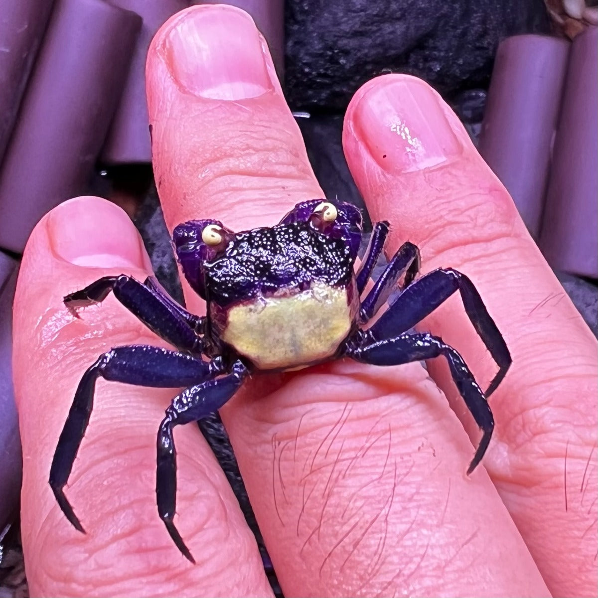 Purple Vampire Crab (Geosesarma dennerle)