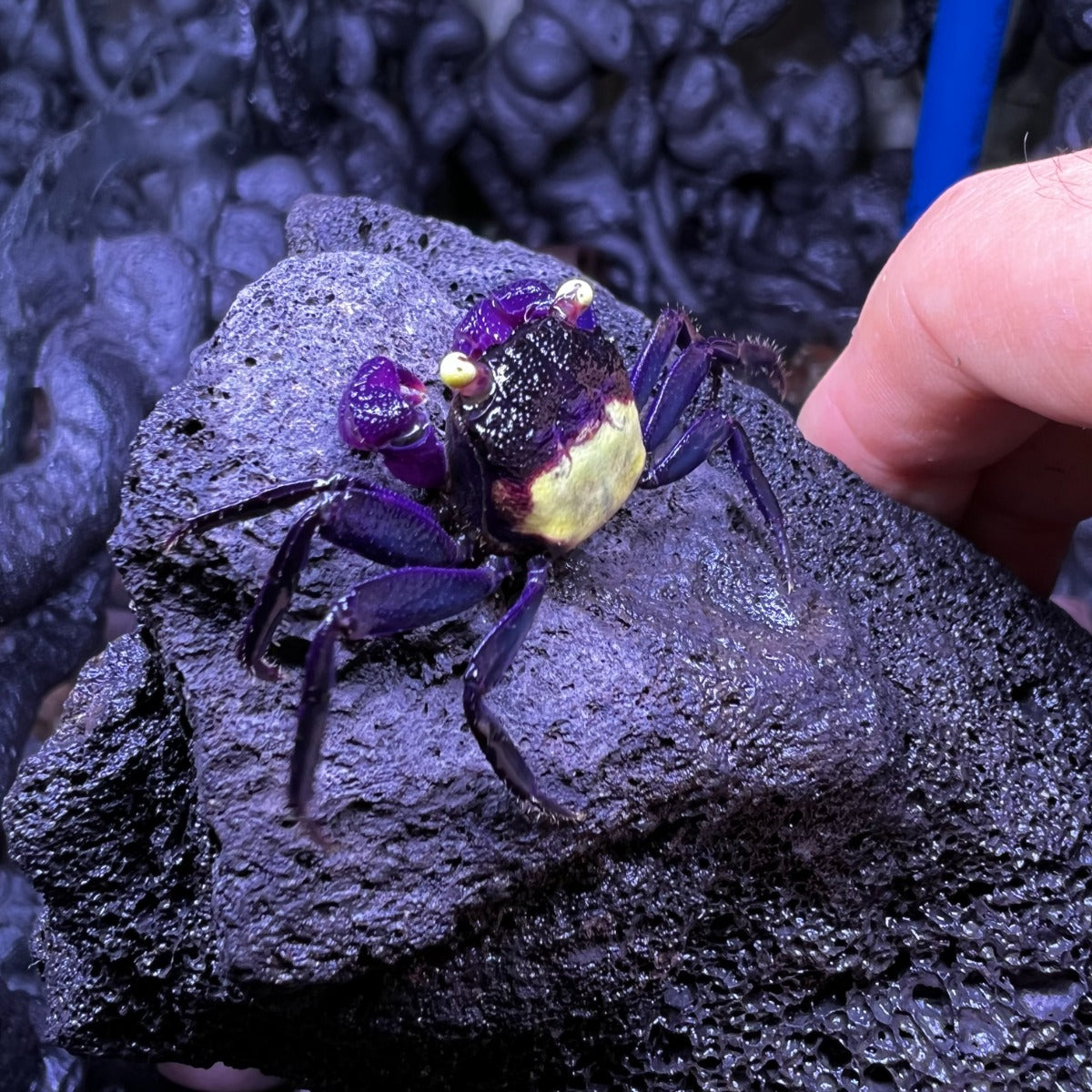 Purple Vampire Crab (Geosesarma dennerle)