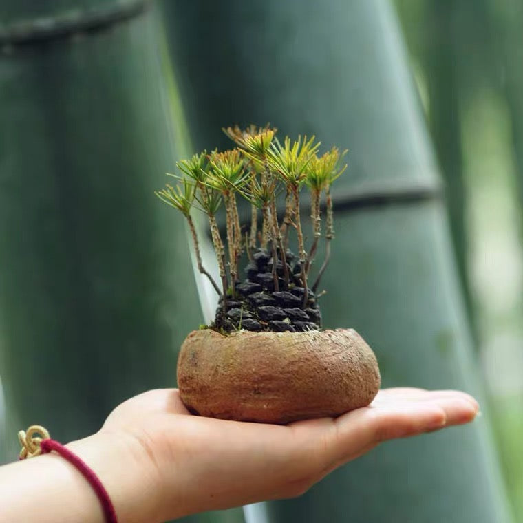Pine Cone Mini Bonsai Tree (Pinus thunbergii)