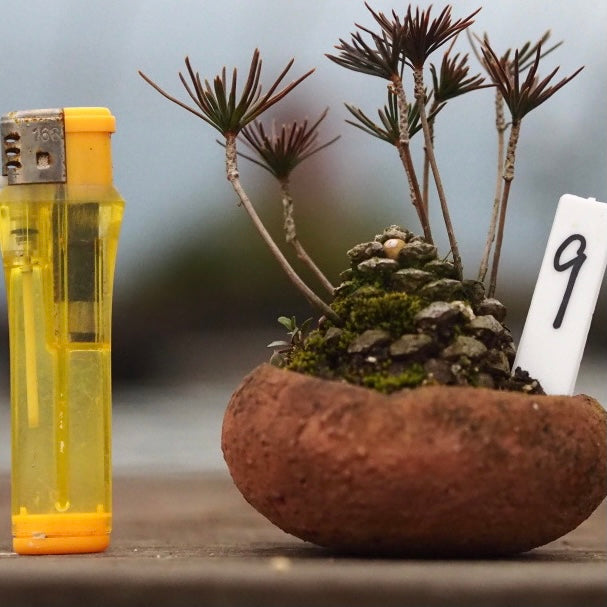 Pine Cone Mini Bonsai Tree (Pinus thunbergii)