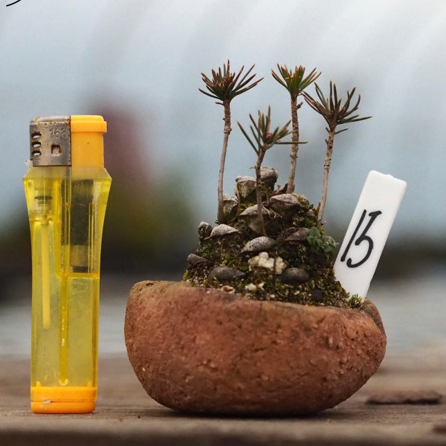 Pine Cone Mini Bonsai Tree (Pinus thunbergii)