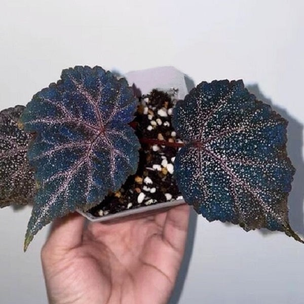 Begonia 'Robin'