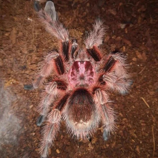 Chilean Rose Hair Tarantula (Grammostola rosea)