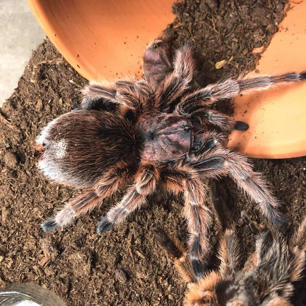 Chilean Rose Hair Tarantula (Grammostola rosea)