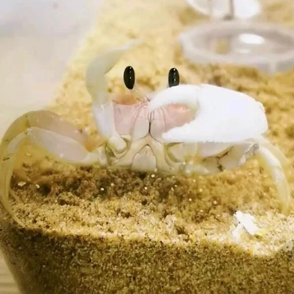 Ghost Crab( Ocypode Cordimand )