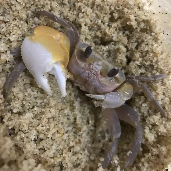 Ghost Crab( Ocypode Cordimand )
