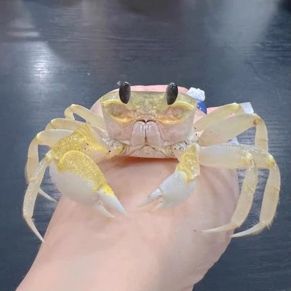 Ghost Crab( Ocypode Cordimand )