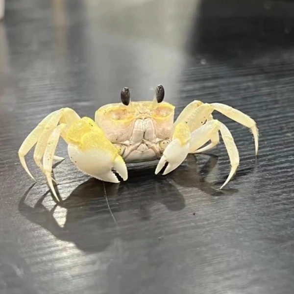 Ghost Crab( Ocypode Cordimand )