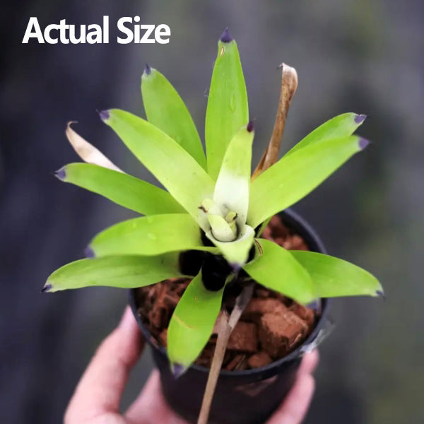VRIESEA 'White Cloud' (Bromeliad Neoregelia)