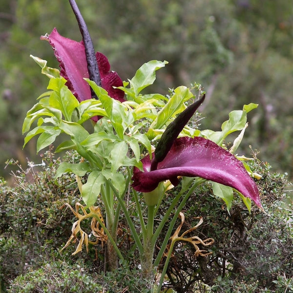 Dracunculus spp.