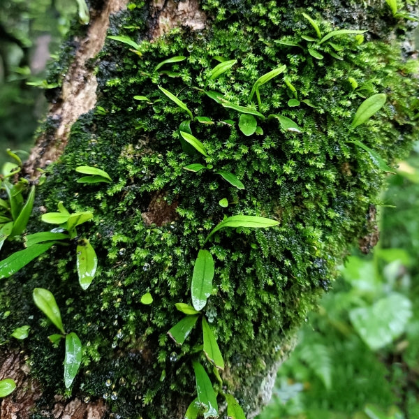 Lepisorus thunbergianus (Kaulf.) Ching