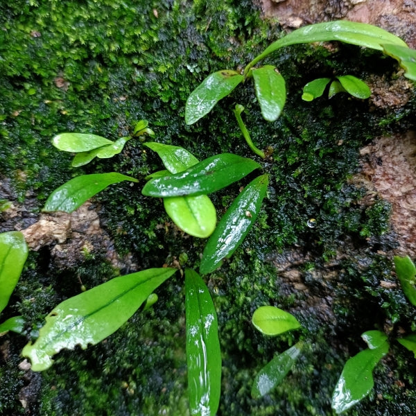 Lepisorus thunbergianus (Kaulf.) Ching